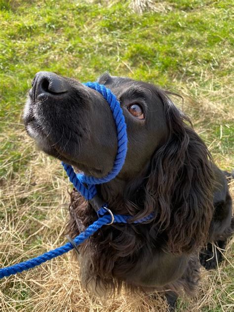 Royal Blue Dog Halter Headcollar Anti Pull Figure 8 Lead Etsy