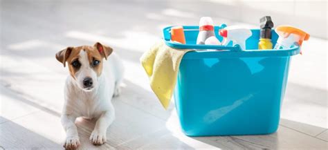 Pet Safe Cleaning Products - #1 Maid Service & House Cleaning