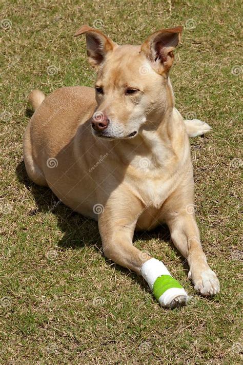 Dog With Injured Paw Stock Image Image Of Hound Foot 129338665