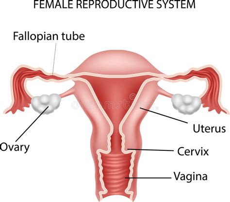 Icono Del Sistema Reproductivo Femenino Plantilla Lineal Para Afiche De