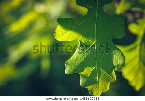 391 Burr Oak Tree Images, Stock Photos & Vectors | Shutterstock