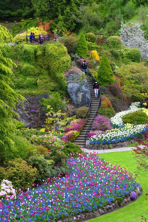 Tulip Garden | Tulips garden, Most beautiful gardens, Butchart gardens