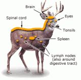 Whitetail Deer Passion: CWD (Chronic Wasting Disease)