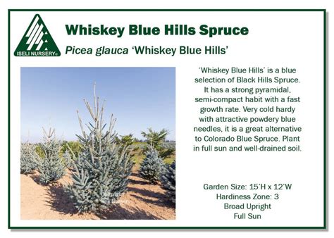 Picea glauca 'Whiskey Blue Hills' - Iseli Nursery