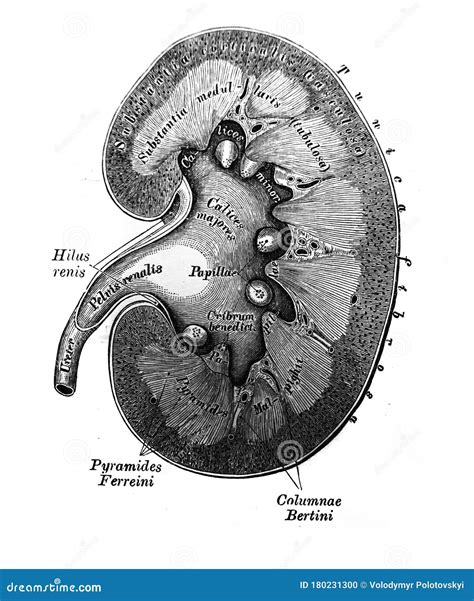 Tympanische Zeichenfolge Des Sprachlichen Knotenpunktes Des Nerv