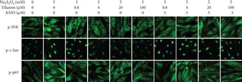 Tilianin Protects H C Cardiomyocytes Against Ogd R Injury Through