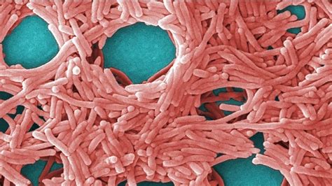 Legionella Linee Guida Per La Prevenzione Nelle Torri Di Raffreddamento