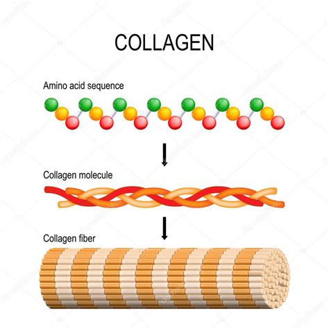 Collagen Structure Amino Acids