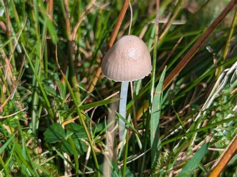 The Nhbs Guide To Uk Grassland Fungi