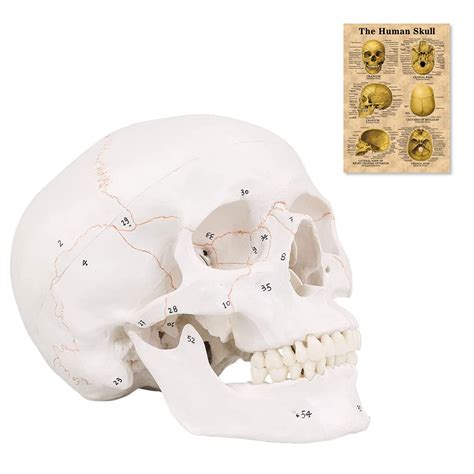 Buy Asintod Life Size Human Labeled Numbered Skull Model Life Size