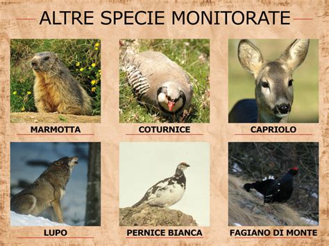 Gli Animali Del Parco Parco Nazionale Gran Paradiso