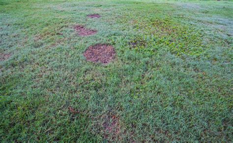 Identifying and Treating Lawn Fungus | Legacy Turf Farms