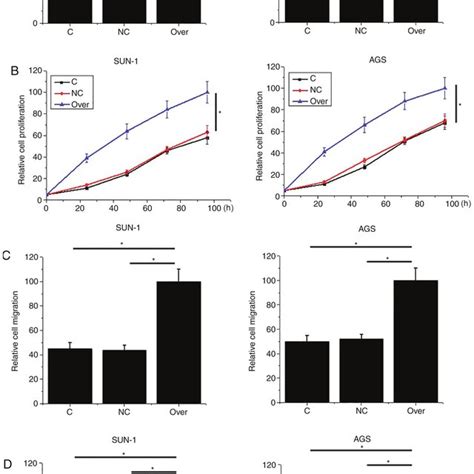 Effects Of MALAT1 Overexpression On Proliferation Migration And