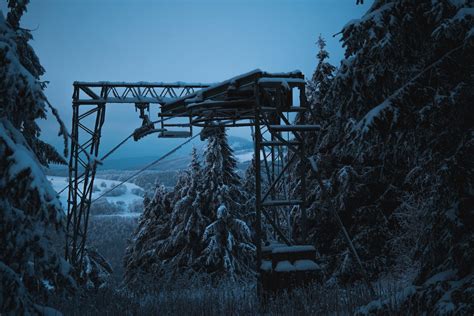 Pine Trees with Snow · Free Stock Photo