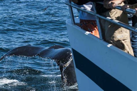 Best Whale Watching Spots In The United States