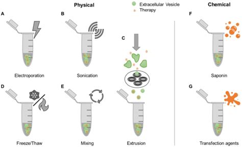 Examples Of Drug Loading Methods Post Ev Isolation After Evs Have Been Download Scientific