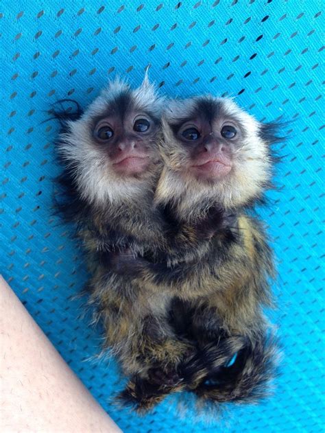 Little Pygmy Marmosets Pet Monkey Cute Baby Animals Animals Beautiful