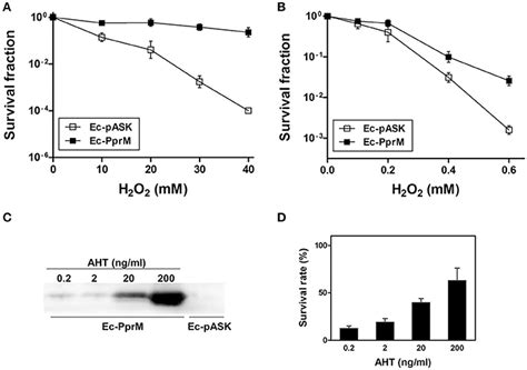 Frontiers Pprm A Cold Shock Domain Containing Protein From