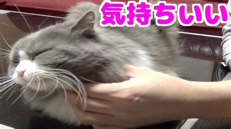 撫でると猫が喜ぶ身体の場所を教えます！これで野良猫も懐く！ Youtube