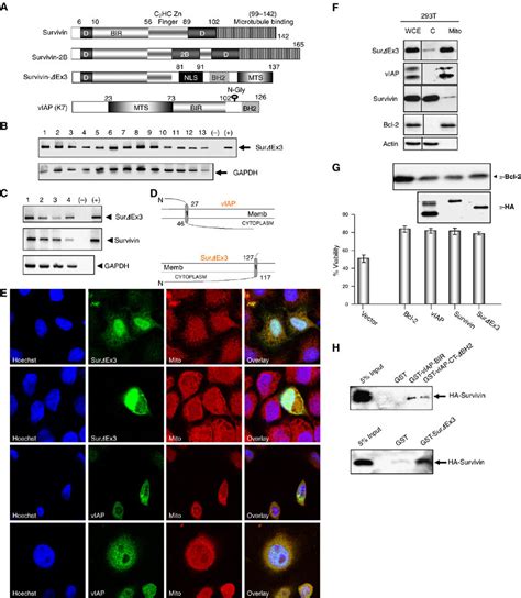 Structurefunction Relationships Of Survivin Ex3 And KSHV VIAP Protein