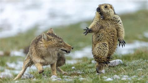 PsBattle: this screaming marmot : r/photoshopbattles