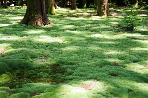 Whats Behind Japans Moss Obsession Live Science