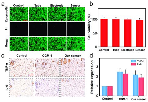 Fluorescent Microscope Images Of A Calcein AM And PI Staining And B