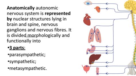 Solution Nervous Regulation Of Autonomic Functions Physiology Studypool