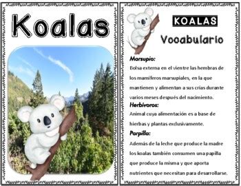 Los Koalas Lectura Informativa By Bilingual Butterfly Ortiz Collazo