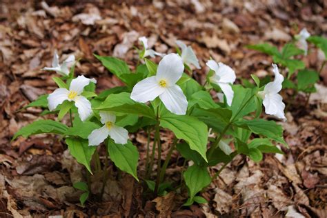 Meet Seven Michigan Wildflowers - MARVAC