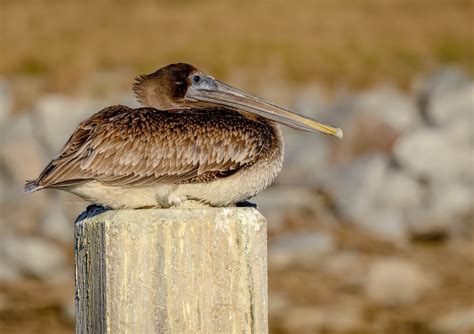 Immature Brown Pelican Ma Flickr