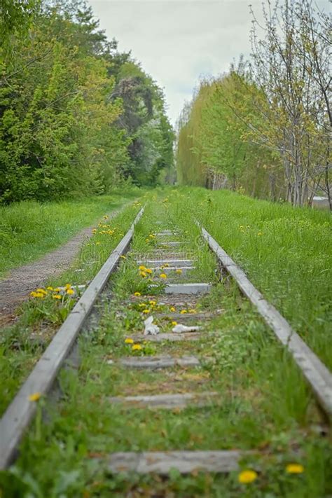 An Old Narrow Gauge Railway Overgrown With Grass And Flowers Stock