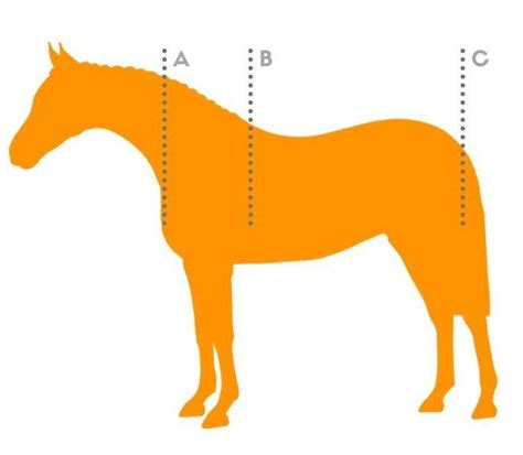 Rug Size Chart For Horses Bonus Fit Tips Active Equine