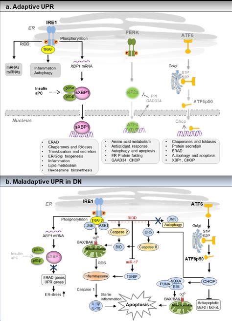 Figure From Regulation Of The Homeostatic Unfolded Protein Response