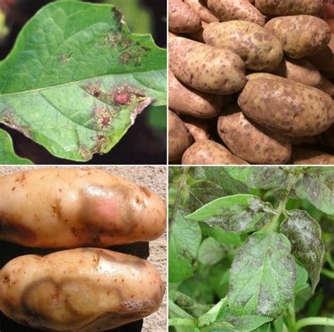 Potato Disease Identification Chart