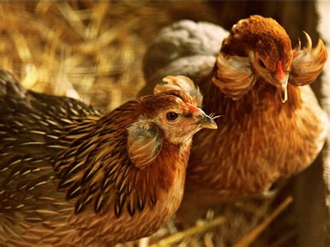 Gallina Araucana Reproducción Alimentación Y Cuidados Mis Animales