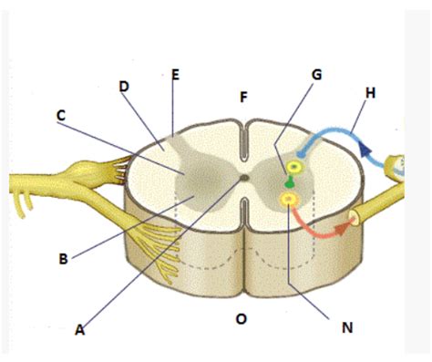 Solved Hello I Need Help With Labeling This Cross Section Of The