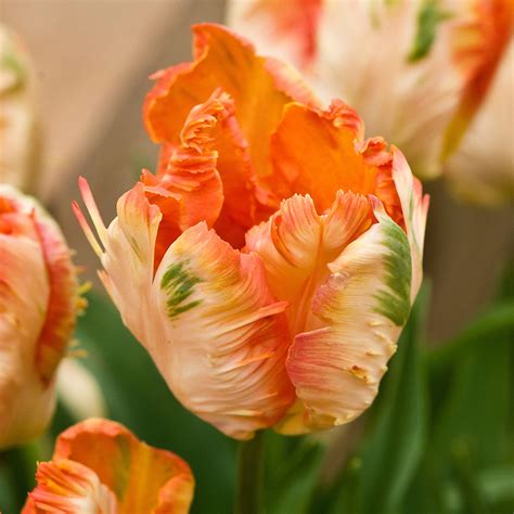 Tulip Apricot Parrot Alan Buckingham