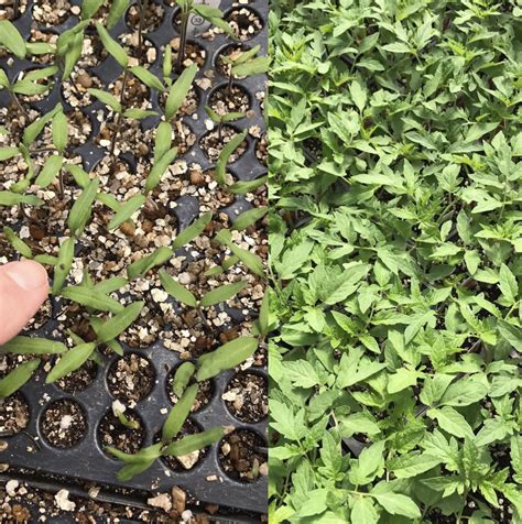 Weak Pepper Seedlings? – Sandia Seed Company