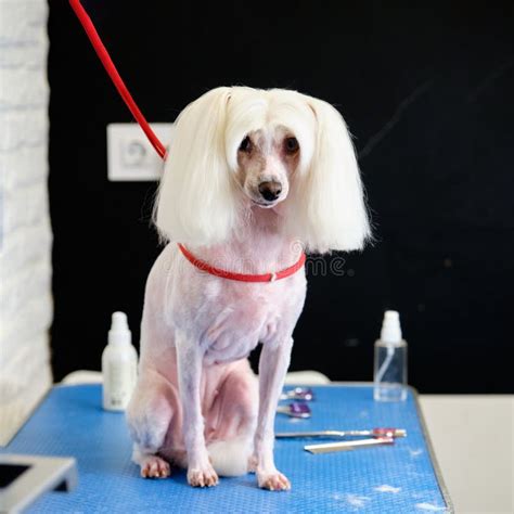 Chinese Crested Dog on a Grooming Table in an Animal Salon Stock Image ...