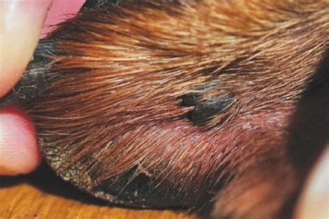 Melanoma En Perros Im Genes Y Signos A Tener En Cuenta Patitaspeludas