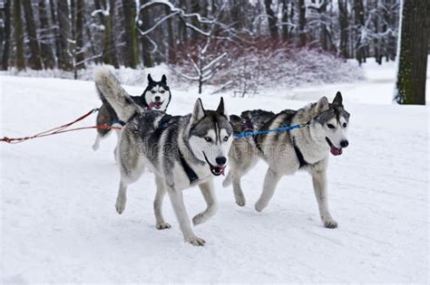 Drie Husky Dogs Pulling Sled Stock Foto Afbeelding Bestaande Uit