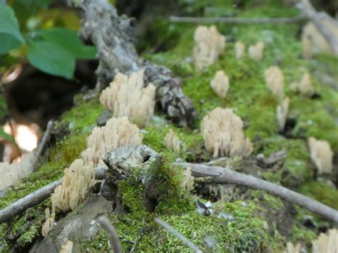 Crown Tipped Coral Fungus From Sarpy County Ne Usa On May At