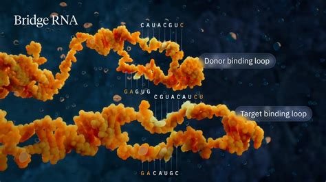 Nueva técnica de edición genética más precisa que CRISPR