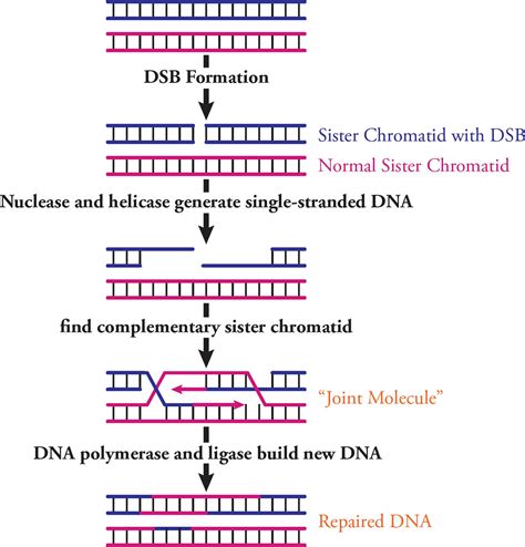 Molecular Biology Mcat Biology And Biochemistry