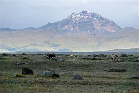 Cotopaxi Wildlife Animals In The Wild Ecuador Stock Photos, Pictures ...