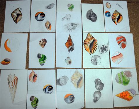 Year 10 Colour Pencil Observational Shell Drawing