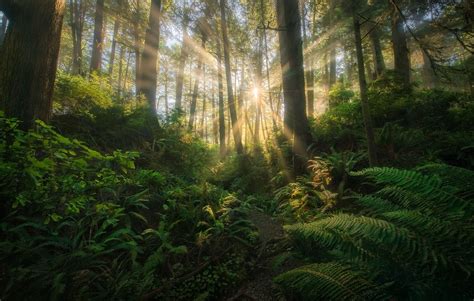 Land of the Lost (2015) | Olympic Rain Forest, Washington | Marc Adamus ...