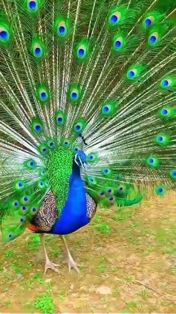 Beautiful Peacock Dance With Natural Sound Beautiful Peacock In The