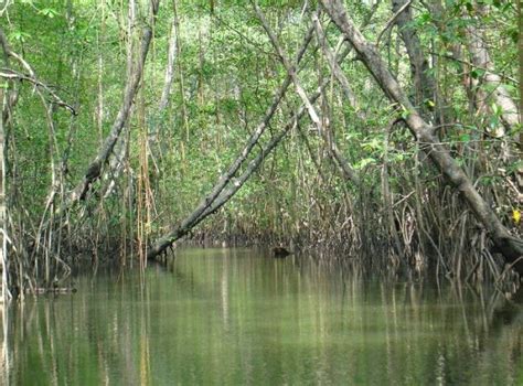 Info Reserva Ecol Gica Manglares Cayapas Mataje San Lorenzo